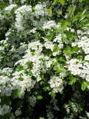 Hawthorn - régi orvosság