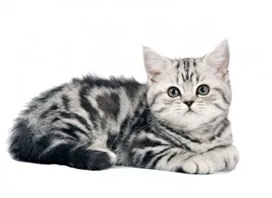 Kiscicák Whiskas