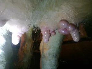 Szemölcsök a tőgy tehenek okok és a kezelés (tőgy) Szemölcsök a tőgy tehenek okok és a kezelés