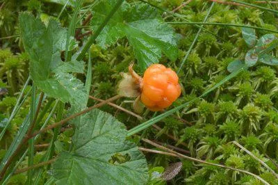 Marsh fű fotó és leírás