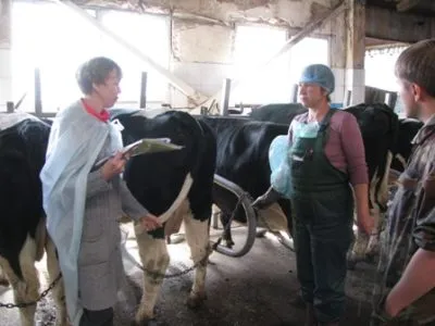 Szemölcsök a tőgye a tehén kezelés és mit kell tenni, hogyan kell megjeleníteni a fejés (tőgy) Szemölcsök a tehén tőgy kezelése és mit kell tenni, hogyan lehet eljutni a fejés