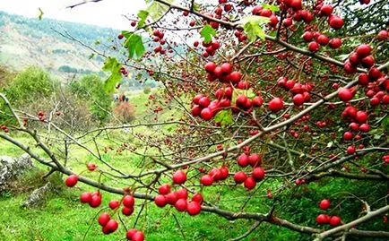 Hawthorn hasznos tulajdonságokat és ellenjavallatok