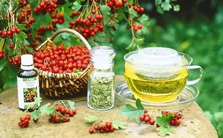 Hawthorn hasznos tulajdonságokat és ellenjavallatok
