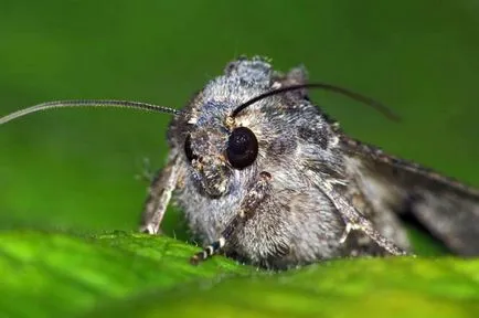 Harcolj burgonya, káposzta lepke vagy veteményeskert (drótférgek) Harcolj burgonya, káposzta lepke vagy veteményeskert