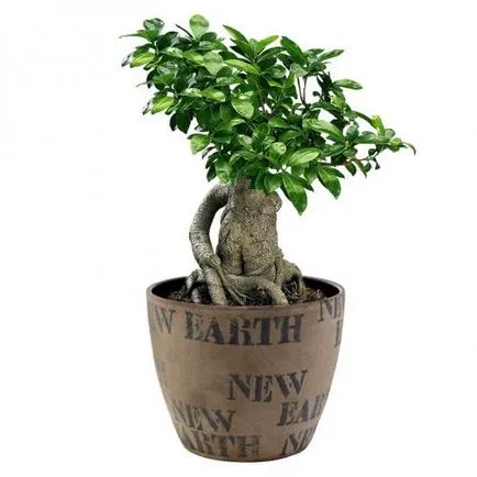 Bonsai Ficus Ginseng