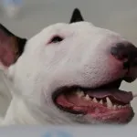 Bull Terrier ellátás, betegség és képzés, valamint a természet az árak (Bull Terrier) Bull Terrier ellátás, betegség és a képzés, a karakter és az ár