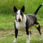 Bull Terrier ellátás, betegség és a képzés, a karakter és az ár (a karakter) Bull Terrier ellátás, betegség és a képzés, a karakter és az ár
