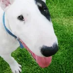 Bull Terrier ellátás, betegség és képzés, valamint a természet a ár (képzés) Bull Terrier ellátás, betegség és a képzés, a karakter és az ár