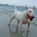 Bull Terrier ellátás, betegség és a képzés, a karakter és az ár (a karakter) Bull Terrier ellátás, betegség és a képzés, a karakter és az ár