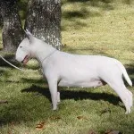 Bull Terrier ellátás, betegség és képzés, valamint a természet az árak (Bull Terrier) Bull Terrier ellátás, betegség és a képzés, a karakter és az ár