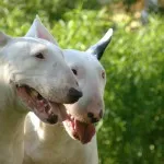 Bull Terrier ellátás, betegség és képzés, valamint a természet a ár (ellátás) Bull Terrier ellátás, betegség és a képzés, a karakter és az ár
