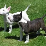 Bull Terrier ellátás, betegség és képzés, valamint a természet a ár (képzés) Bull Terrier ellátás, betegség és a képzés, a karakter és az ár