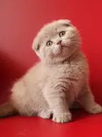 Mi a takarmány Scottish fold