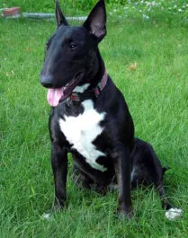 Bull Terrier Fajtajegyei, történelem, képeket és az értékeléseket, a tulajdonosok
