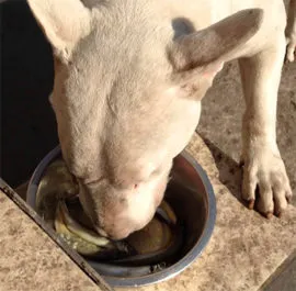 Bull Terrier Fajtajegyei, történelem, képeket és az értékeléseket, a tulajdonosok