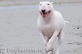 Bull terrier fajta leírás, kutyák karakter, ár, fotó