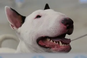 Bull Terrier ellátás, betegség és képzés, valamint a természet a ár (ellátás) Bull Terrier ellátás, betegség és a képzés, a karakter és az ár