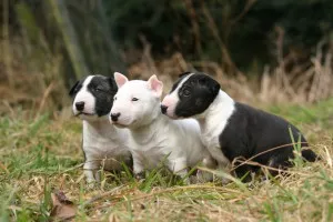 Bull Terrier ellátás, betegség és képzés, valamint a természet az árak (Bull Terrier) Bull Terrier ellátás, betegség és a képzés, a karakter és az ár