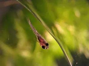 A takarmány-megsütjük guppies, és különösen etetés az első perc az élet (megsütjük) Mi a takarmány az ivadékok guppi és etetési gyakorlatát az első perc az élet