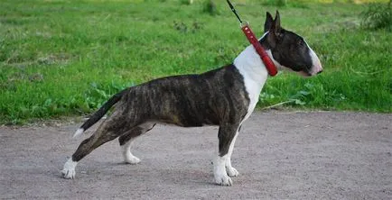 Bull Terrier Fajtajegyei, történelem, képeket és az értékeléseket, a tulajdonosok