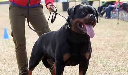 Mi a takarmány egy rottweiler, hogyan kell etetni a Rottweiler (fotó)