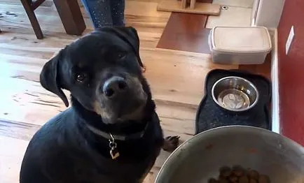 Mi a takarmány egy rottweiler, hogyan kell etetni a Rottweiler (fotó)