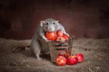 Mi a takarmány egy kisállat patkány