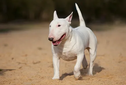 Részletes leírás A Bull Terrier kutyafajta fotókkal és videó
