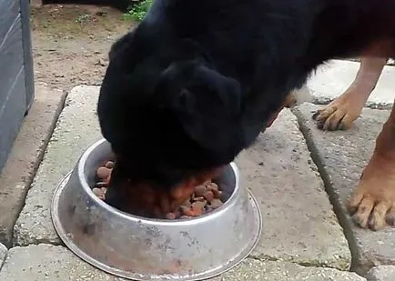 Mi a takarmány egy rottweiler, hogyan kell etetni a Rottweiler (fotó)