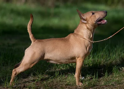 Részletes leírás A Bull Terrier kutyafajta fotókkal és videó