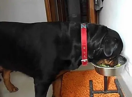 Mi a takarmány egy rottweiler, hogyan kell etetni a Rottweiler (fotó)