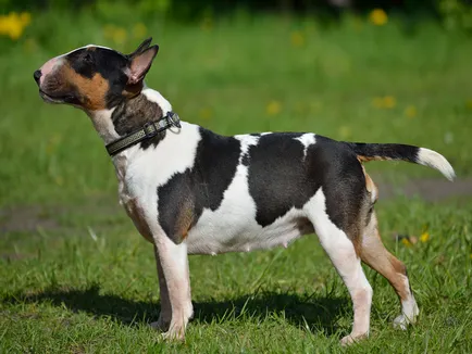 Részletes leírás A Bull Terrier kutyafajta fotókkal és videó