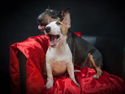 Részletes leírás A Bull Terrier kutyafajta fotókkal és videó