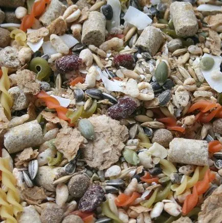A takarmány-dekoratív patkány otthoni körülmények között (az) Mi a takarmány egy dekoratív patkány otthon