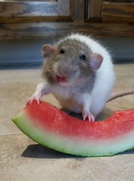 Mi a takarmány egy kisállat patkány