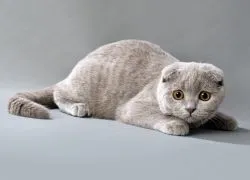 Mi a takarmány Scottish fold