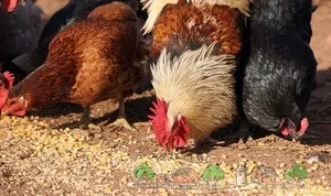 Az igény, hogy a takarmány tojótyúkok otthon tippek és trükkök