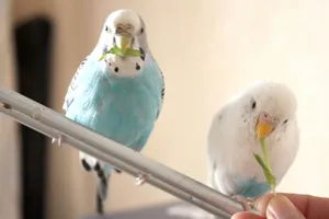 Hogyan tudjuk etetni a budgies kivéve takarmány
