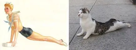 A macskák, mint a nők
