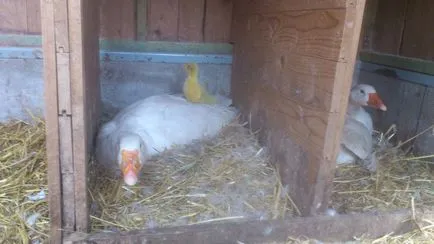 A takarmány és a nő, mint a kislibák az első nap az élet (növekvő kislibák kislibák etet etetésére eltávolítása az inkubátor ház projekt határozott, hogy visszavonja az első nap az élet első napjától etetés 2 hét DSA mennyit keltetés liba tartalom jelenik meg) A takarmány és a nő, mint a kislibák az első nap az élet