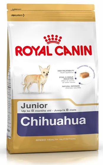 Chihuahua kis rabló