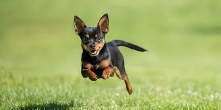 Chihuahua kis rabló