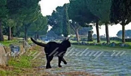 Fekete macska jelek