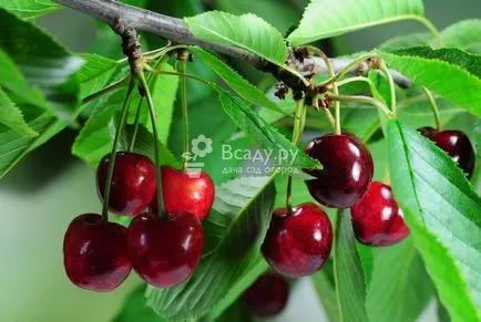 Cherry - ültetés és gondozása öntözés, gyomlálás, metszés (cseresznye) Cherry - ültetés és gondozása öntözés, gyomlálás, metszés