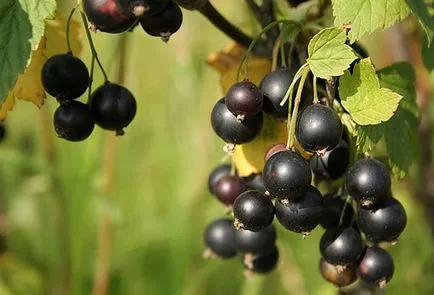 Fekete ribizli ültetése és gondozása cserjék az országban