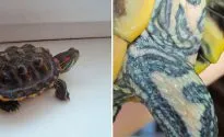 Mi van, ha a teknős shell repedt, mint egy élvezet