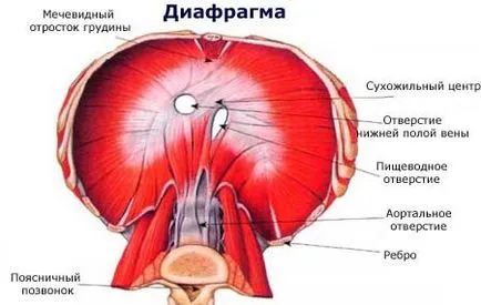 Mi az emberi írisz