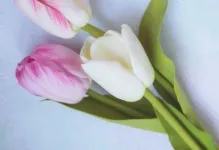 Virágok foamirana mester-osztály gyártása és mikron, kis kezével, és videó a területen