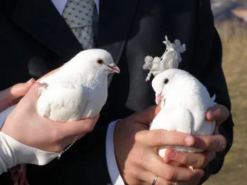 Ez azt jelenti, egy jel, ha egy galamb ült az ablakpárkányon (a galamb) Ez azt jelenti, egy jel, ha egy galamb ült az ablakpárkányon