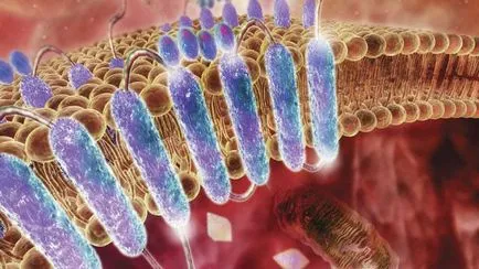 Mit jelent semleges zsír coprogram diagnosztika
